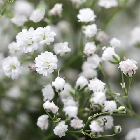 Gypsophila Seeds – Gypsy Compact White