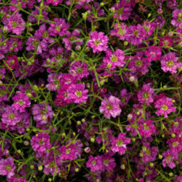 Gypsophila Seeds – Gypsy Deep Rose