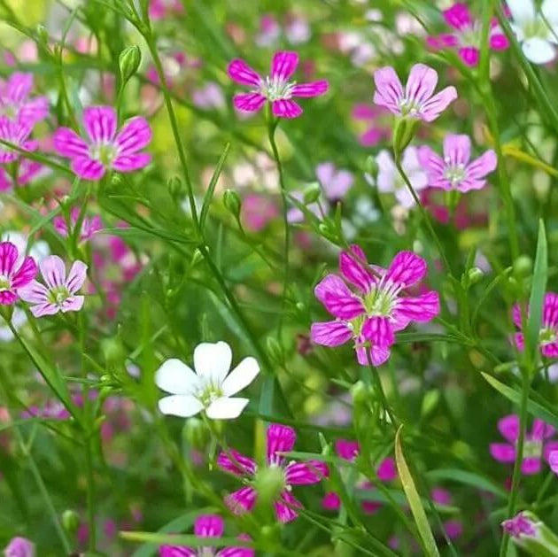 Gypsophila Seeds – Mixed Colors