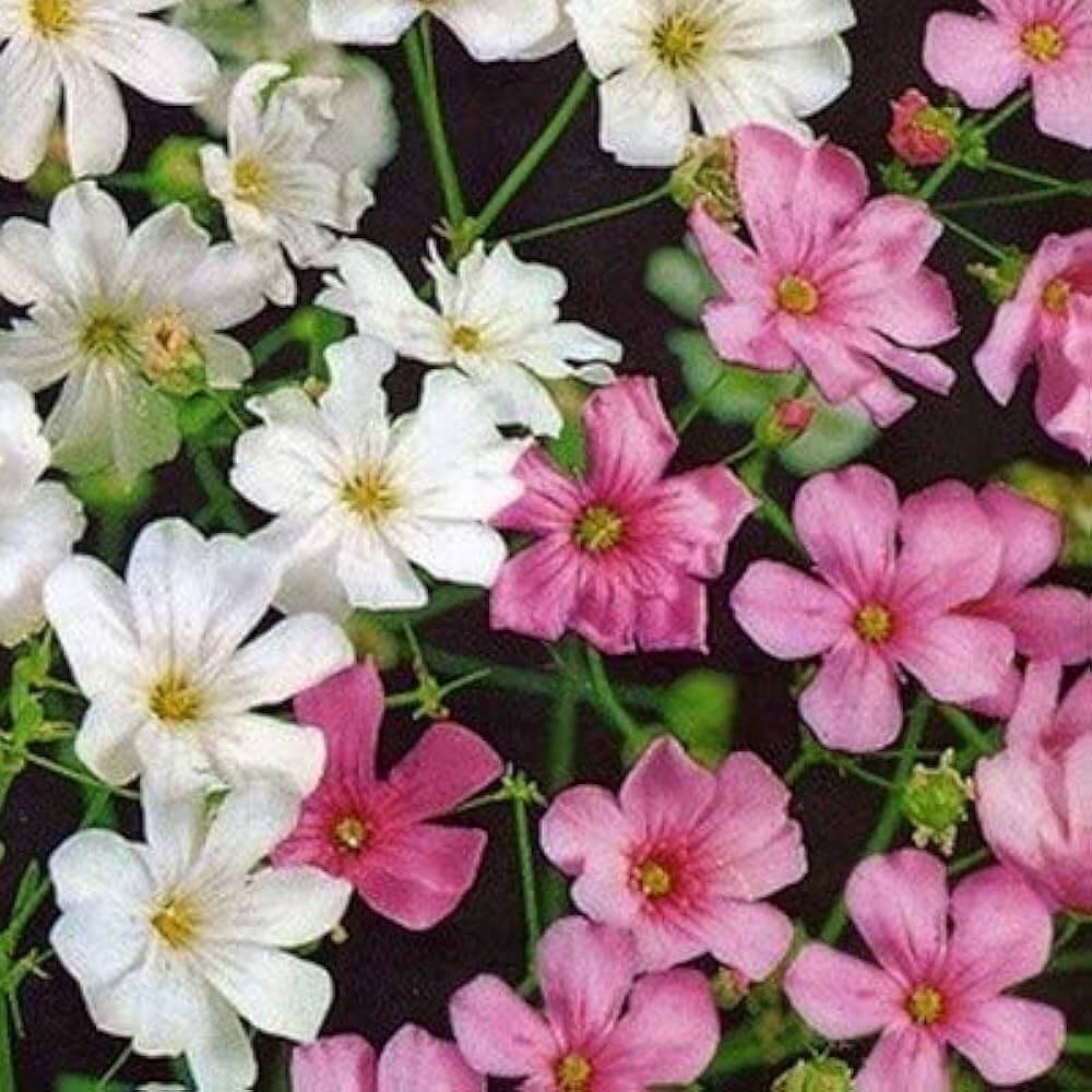 Gypsophila Seeds – Mixed Colors