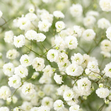 Gypsophila Seeds – Paniculata