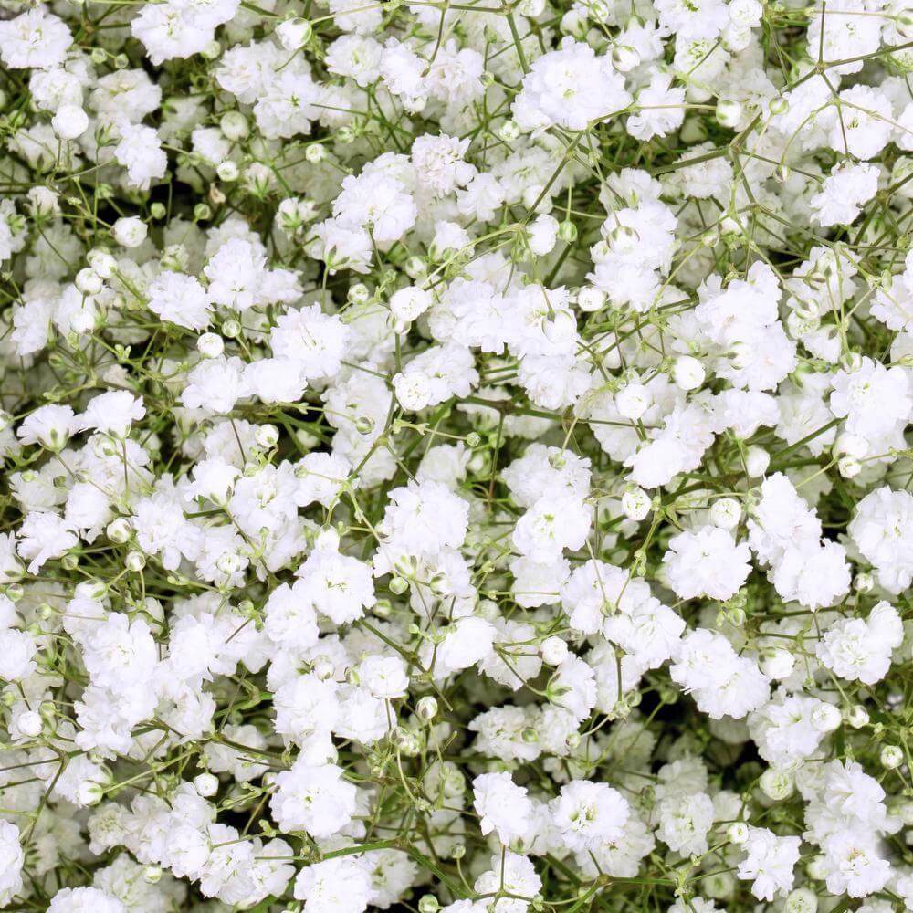 Gypsophila Seeds – Paniculata