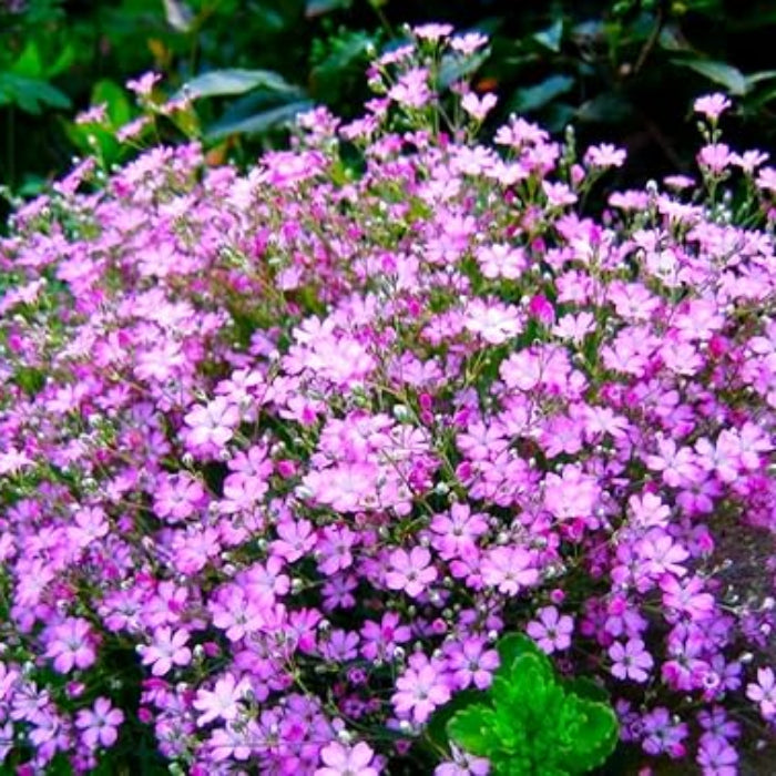 Gypsophila Seeds – Pink