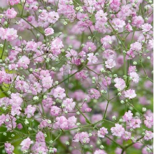 Gypsophila Seeds – Rose Pink Paniculata