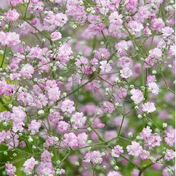 Gypsophila Seeds – Rose Pink Paniculata