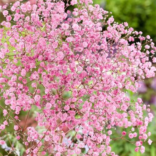 Gypsophila Seeds – Rose Pink Paniculata