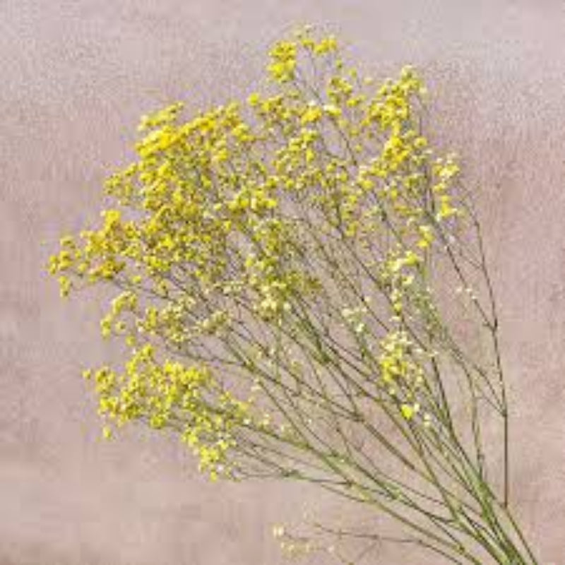 Gypsophila Seeds – Light Yellow