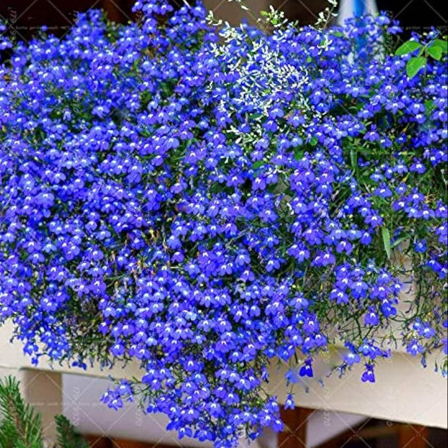 Gypsophila Seeds – Blue