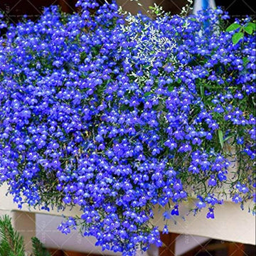 Gypsophila Seeds – Blue