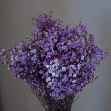 Gypsophila Seeds – Dark Purple