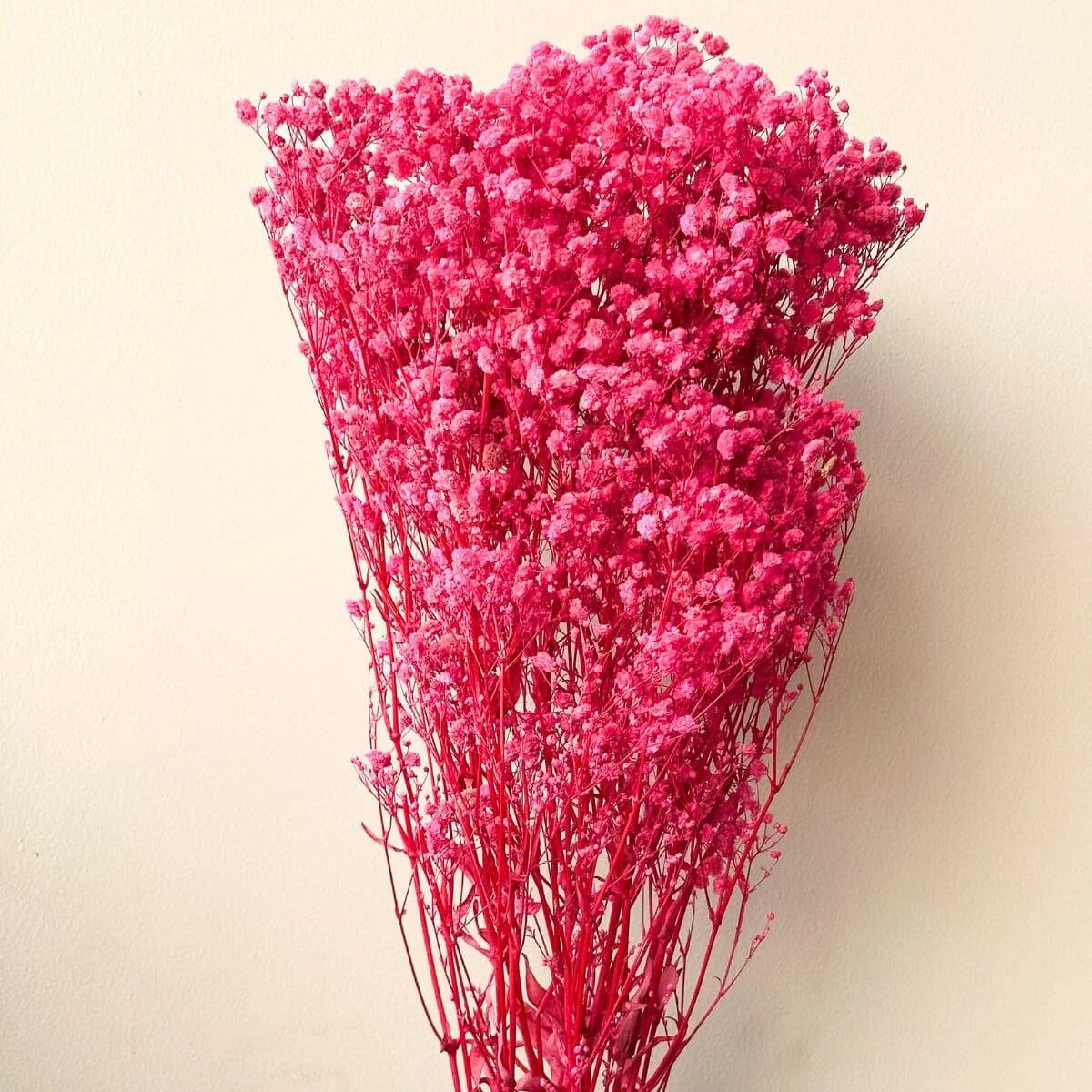 Gypsophila Seeds – Dark Red