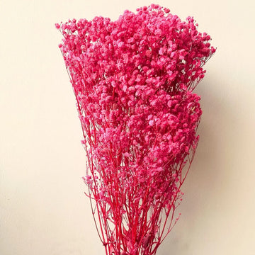 Gypsophila Seeds – Dark Red