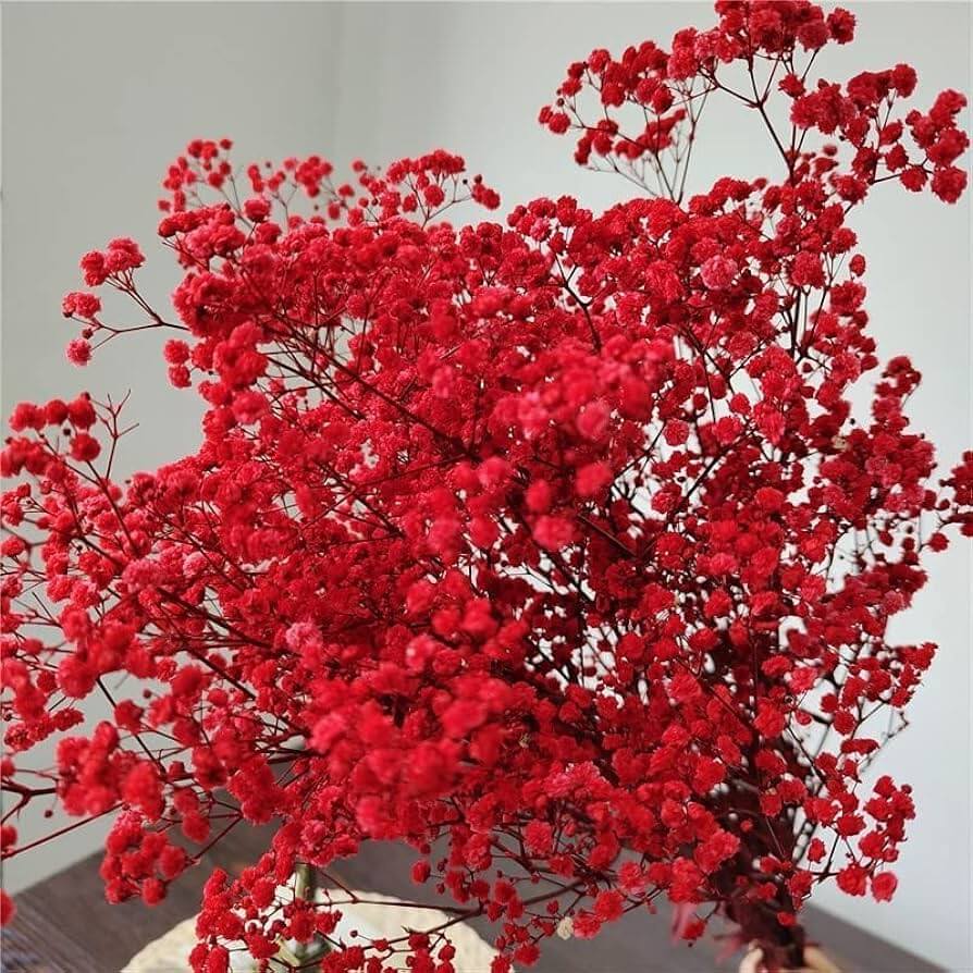 Gypsophila Seeds – Deep Carmine