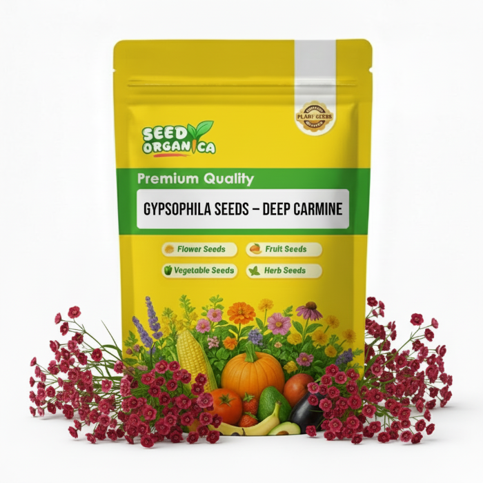 Gypsophila Seeds – Deep Carmine