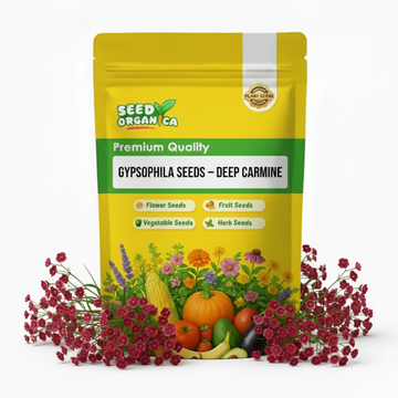 Gypsophila Seeds – Deep Carmine