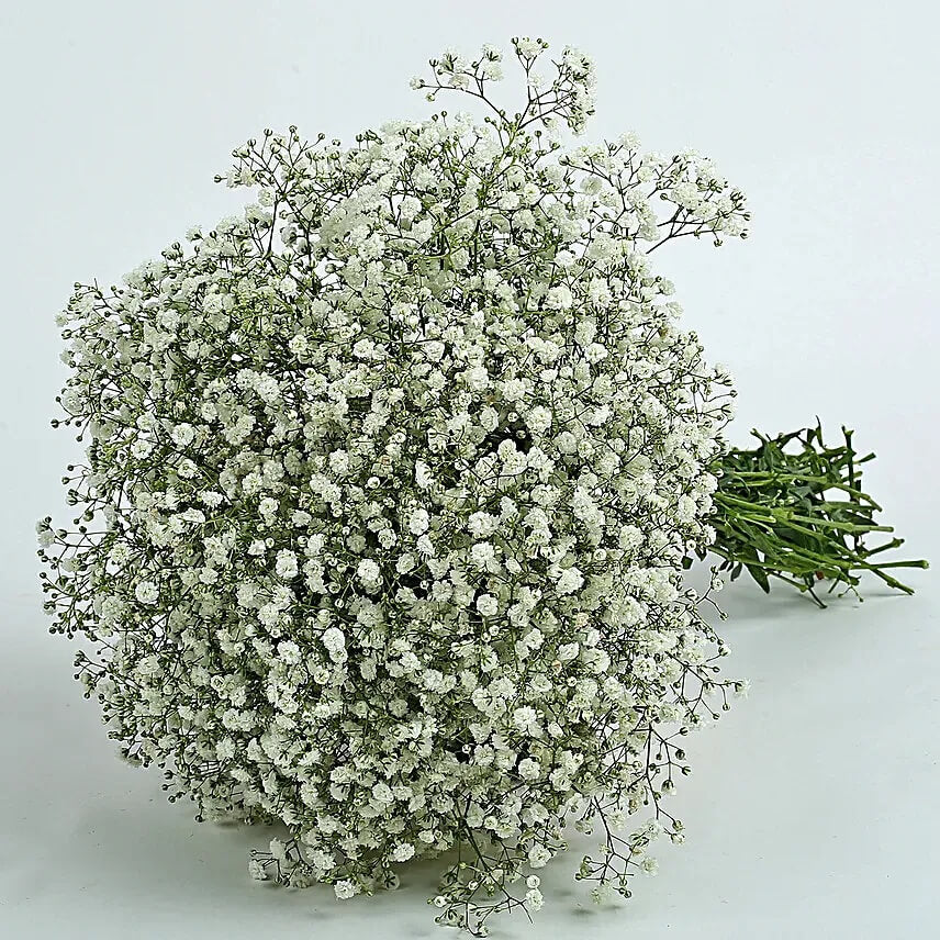 Gypsophila Seeds – Green