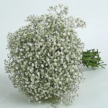 Gypsophila Seeds – Green