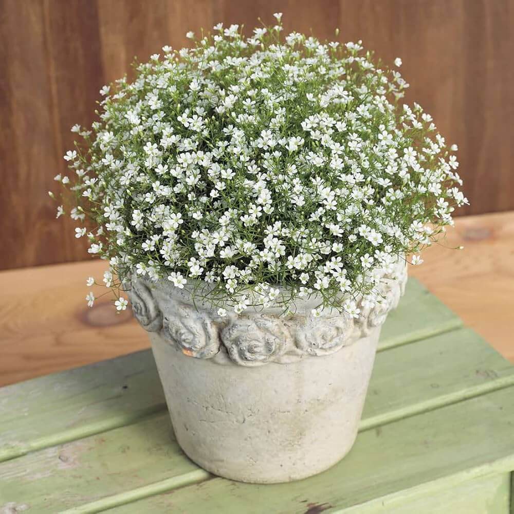 Gypsophila Seeds – Green
