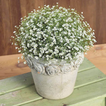 Gypsophila Seeds – Green