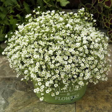 Gypsophila Seeds – Gypsy Compact White