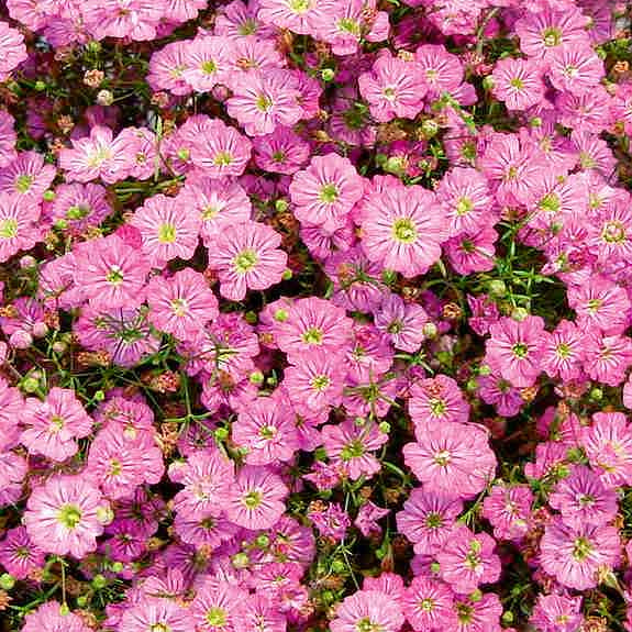 Gypsophila Seeds – Gypsy Deep Rose