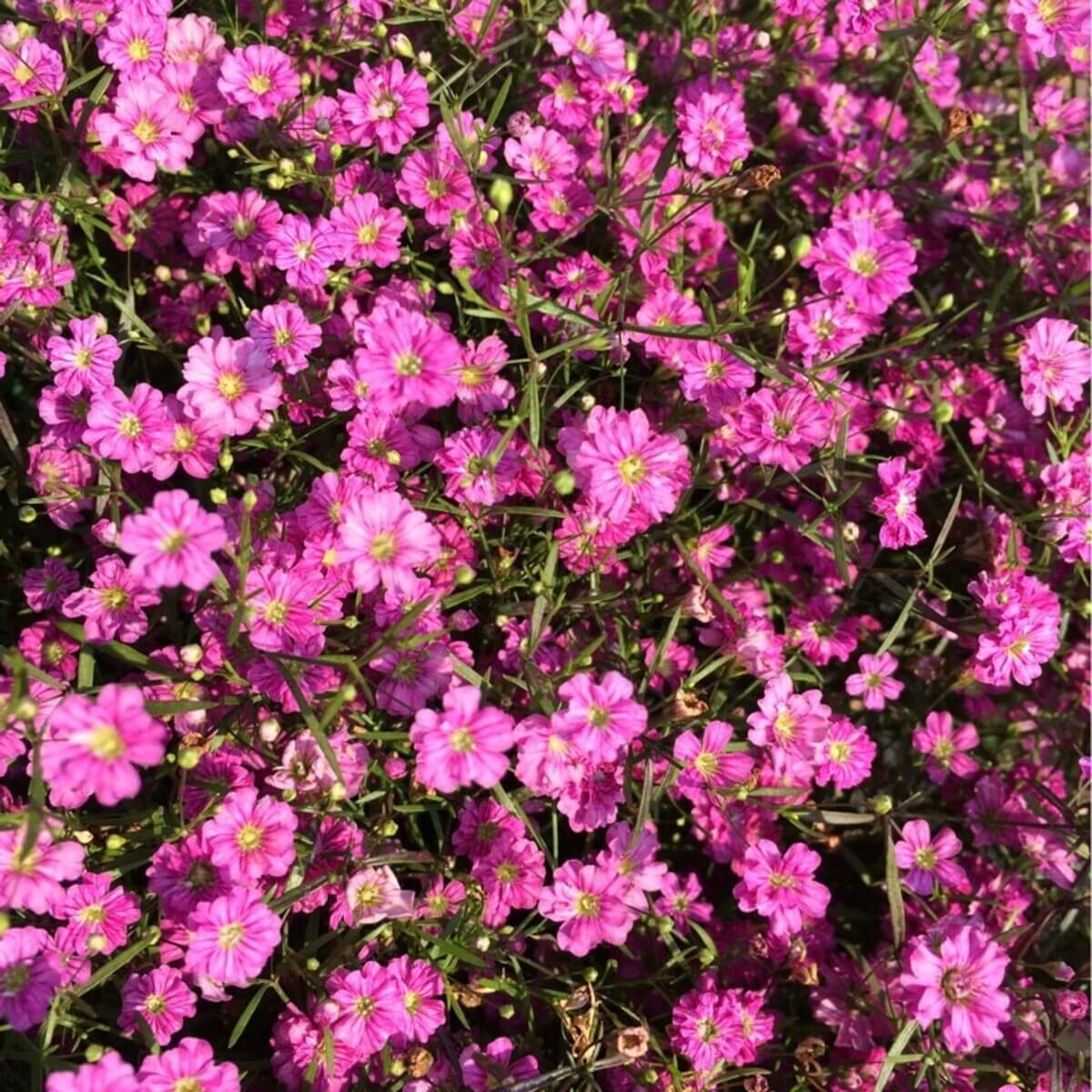 Gypsophila Seeds – Gypsy Deep Rose