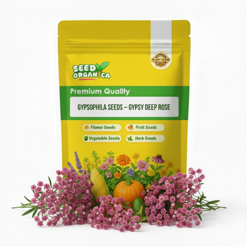 Gypsophila Seeds – Gypsy Deep Rose