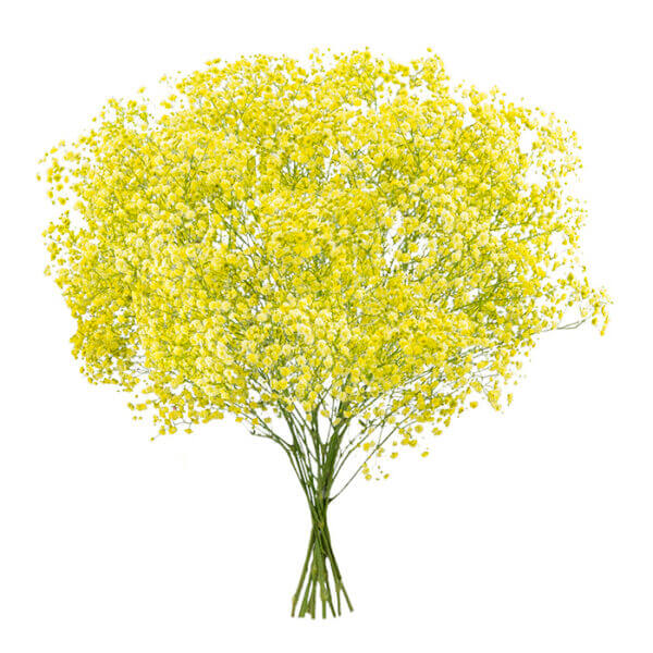 Gypsophila Seeds – Light Yellow