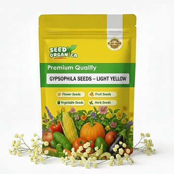 Gypsophila Seeds – Light Yellow