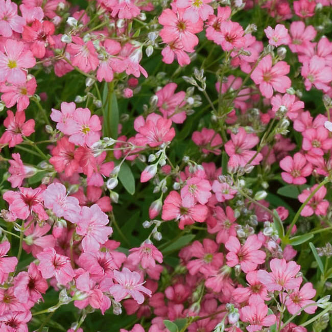 Gypsophila Seeds – Pink