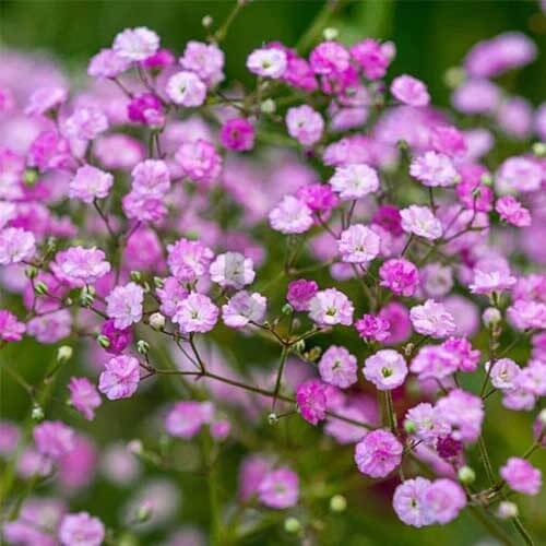 Gypsophila Seeds – Rose Pink Paniculata