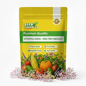 Gypsophila Seeds – Rose Pink Paniculata