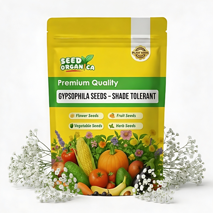 Gypsophila Seeds – Shade Tolerant