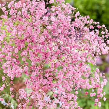 Gypsophila Seeds – Shade Tolerant