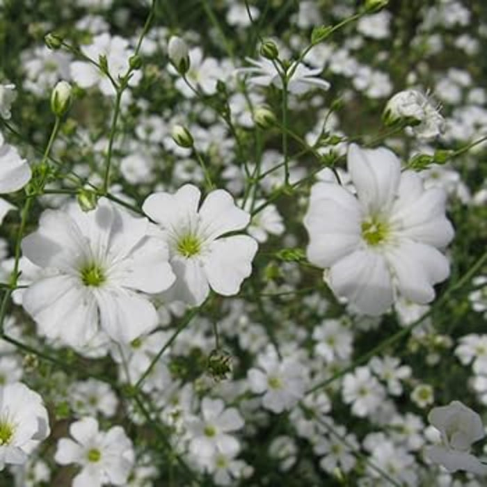 Gypsophila Seeds – Snowflake White