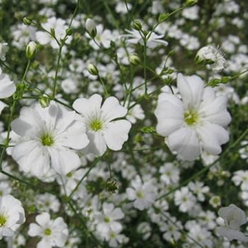 Gypsophila Seeds – Snowflake White