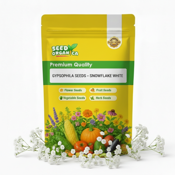 Gypsophila Seeds – Snowflake White