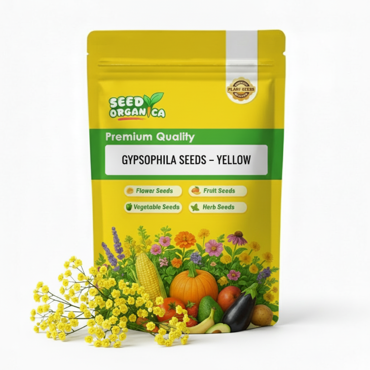 Gypsophila Seeds – Yellow