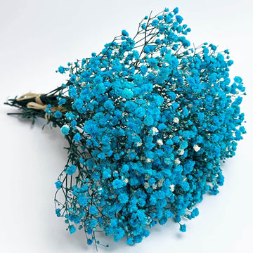 Gypsophila Seeds – light Blue
