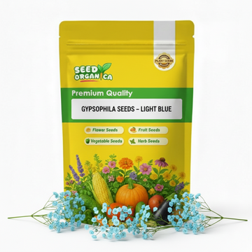 Gypsophila Seeds – light Blue