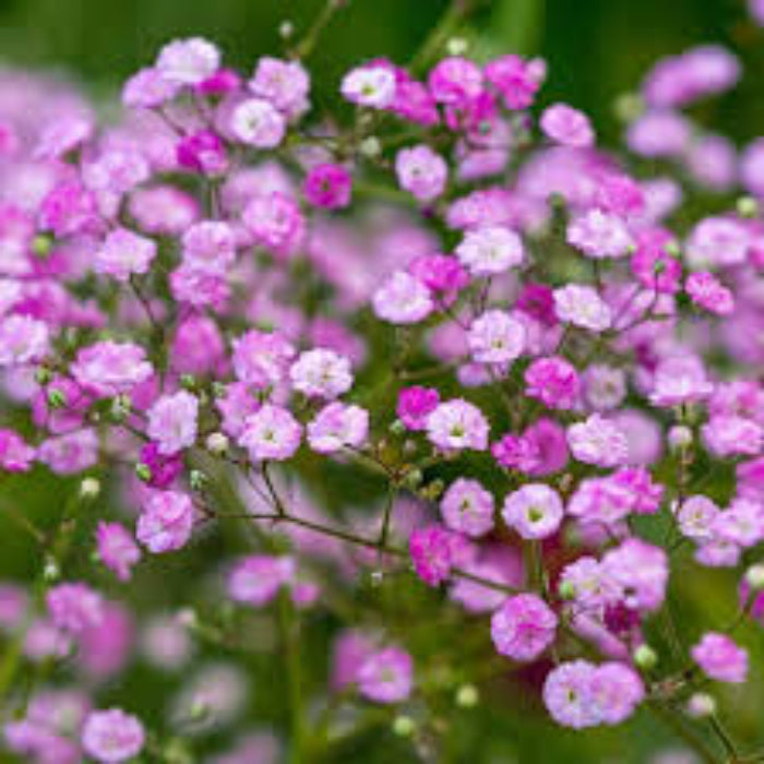 Gypsophila Seeds – Shade Tolerant