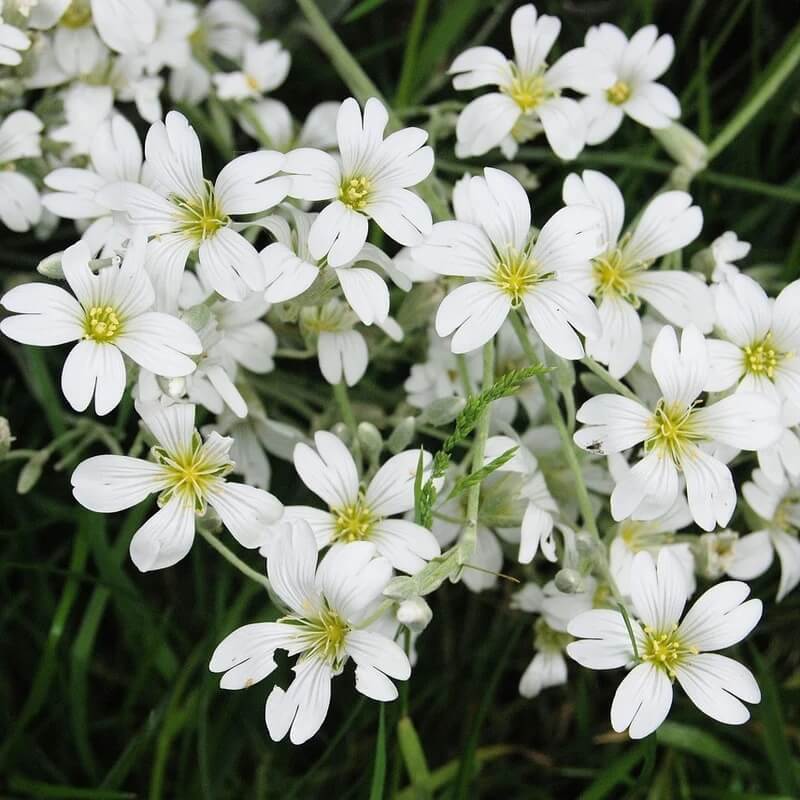 Gypsophila Seeds – Snowflake White