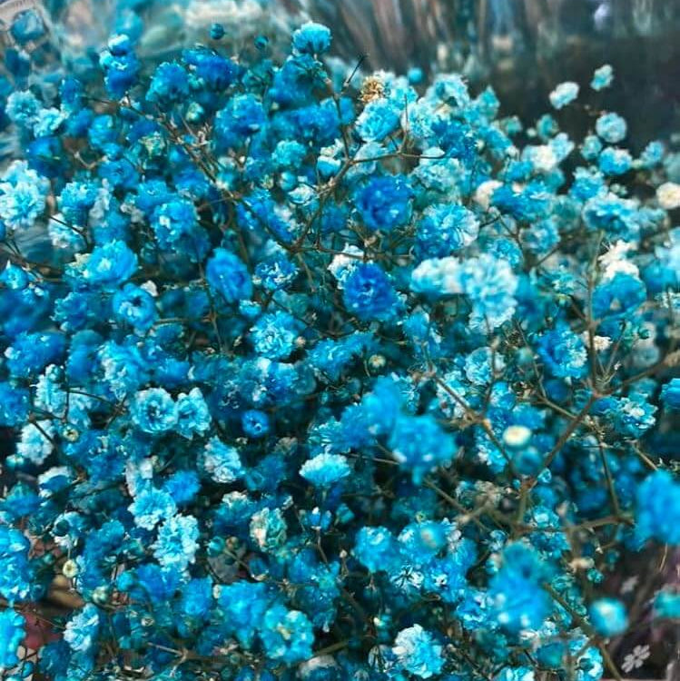 Gypsophila Seeds – light Blue