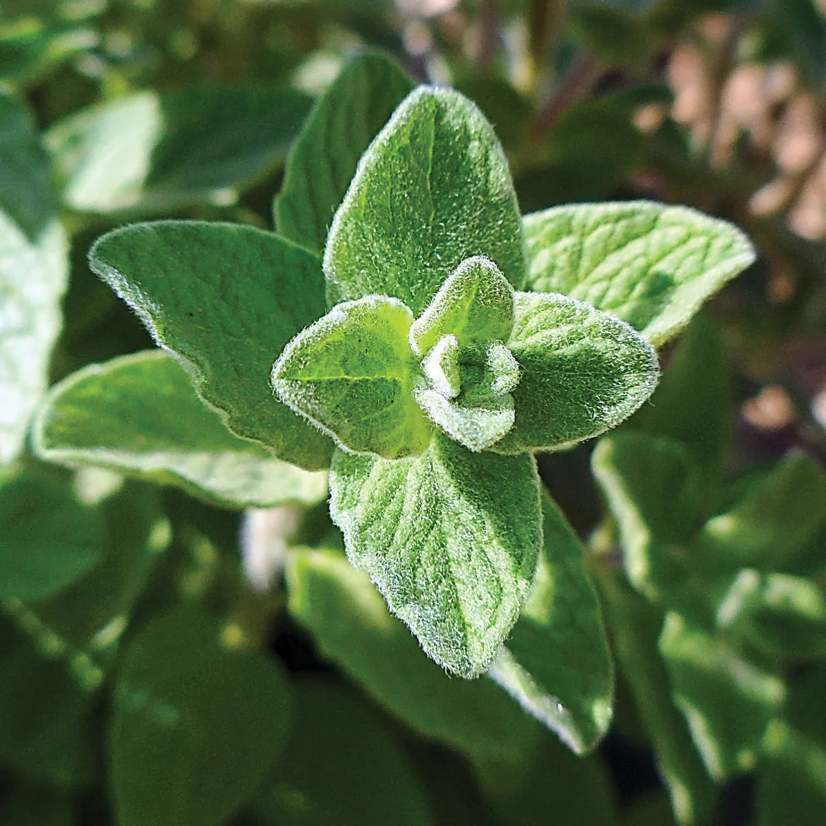 Zaatar Tree Wild Zaatar Oregano Seeds | Culinary Herb Garden Seeds