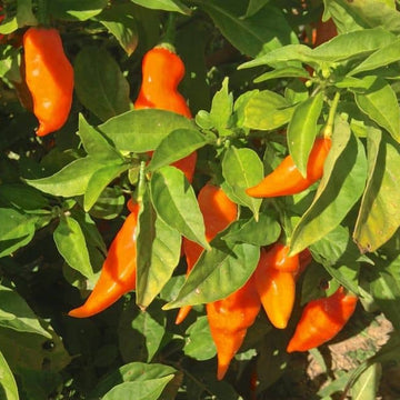 Habanada Seeds – Sweet Pepper
