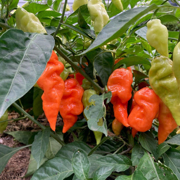 Habanada Seeds – Sweet Pepper
