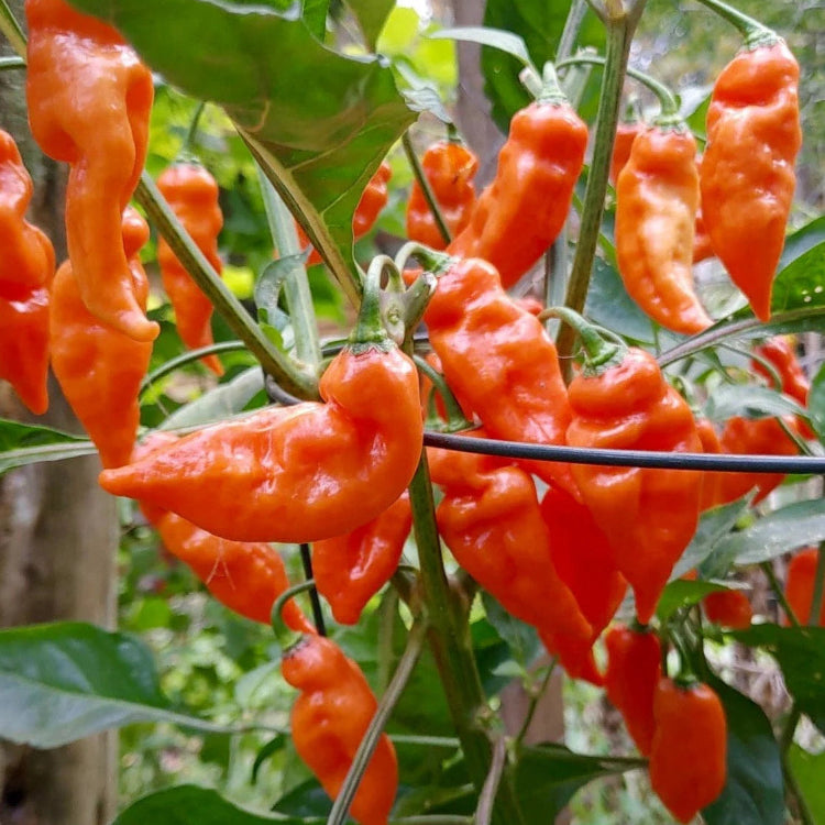 Habanada Seeds – Sweet Pepper

