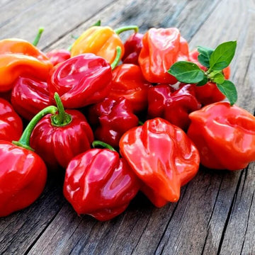 Habanero Seeds - Chili