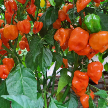 Habanero Chili Seeds - Mixed 