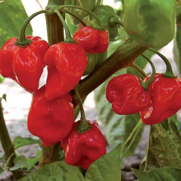 Habanero Chili Seeds - Red